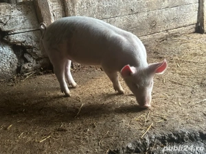 vand purcei  - imagine 3