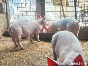 vand purcei  - imagine 4