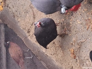 bibilici de vanzare - imagine 3