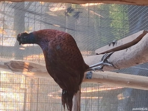 fazani de vanzare red buff - imagine 3