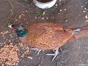 fazani de vanzare red buff - imagine 2