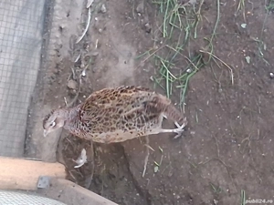 fazani de vanzare red buff - imagine 4