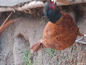 fazani de vanzare red buff - imagine 5