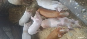 Vand purcei - imagine 2