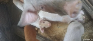 Vand purcei - imagine 4