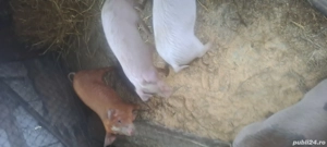 Vand purcei - imagine 5