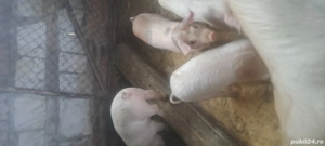 Vand purcei - imagine 3