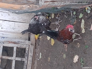 barboase de anvers - imagine 2