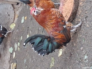 barboase de anvers - imagine 4