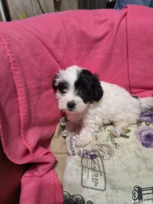 vind catei bichon havanez - imagine 3