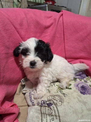 vind catei bichon havanez - imagine 2