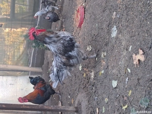 australorp albastru - imagine 3