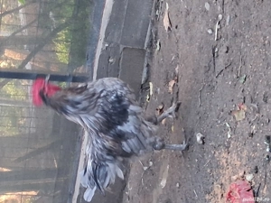 australorp albastru