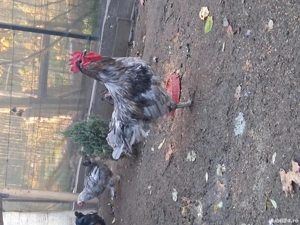 australorp albastru - imagine 2