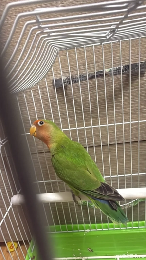 papagali agapornis  - imagine 4