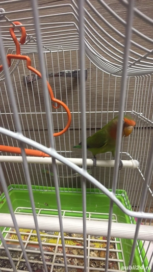 papagali agapornis  - imagine 3