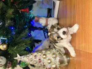 Shi tzu vânzare  - imagine 5