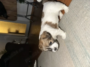 Shi tzu vânzare  - imagine 3