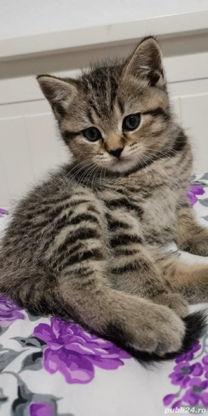 british shorthair brown  - imagine 3