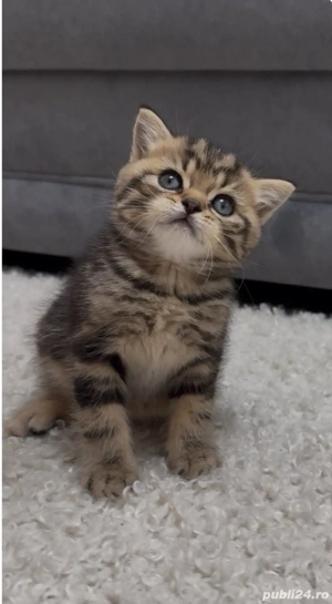 british shorthair brown 