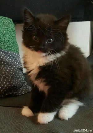 Siberiana de Padure  - imagine 3