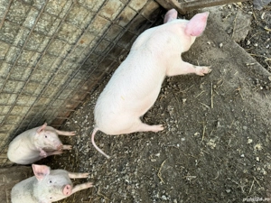 Purcei de vânzare landrace  - imagine 2