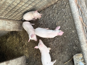 Purcei de vânzare landrace  - imagine 4