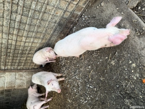 Purcei de vânzare landrace  - imagine 3