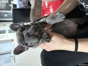 Bulldog francez Blue - imagine 2