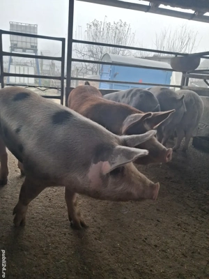 de vânzare 5 masculi 75..115 kg ofer transport 