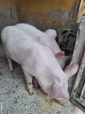 de vânzare  - imagine 3