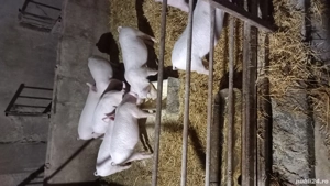 vand grasuni  - imagine 2