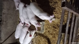 vand grasuni  - imagine 4