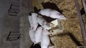 vand grasuni  - imagine 3