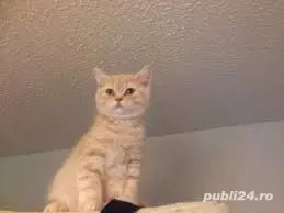 scottish si british cream - imagine 2