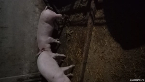 porci pt. protap - imagine 2