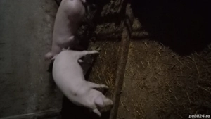 porci pt. protap - imagine 3