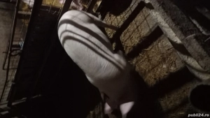 porci pt. protap - imagine 4