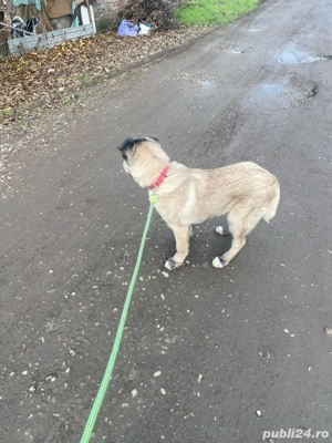 caine kangal - imagine 2