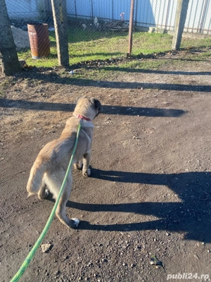 caine kangal - imagine 4