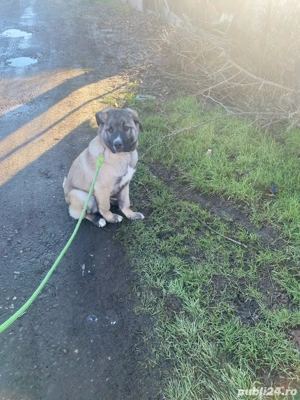 caine kangal - imagine 3