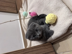 Motanel Scotish fold - imagine 3