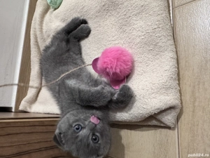 Motanel Scotish fold - imagine 2