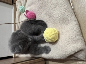 Motanel Scotish fold - imagine 4