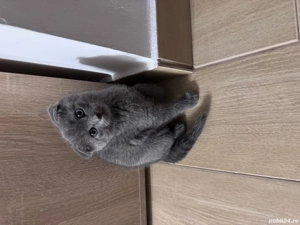 Motanel Scotish fold - imagine 6