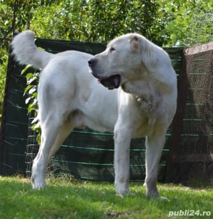 Mascul Asia Centrala - imagine 4