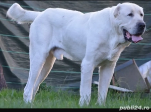 Mascul Asia Centrala - imagine 2