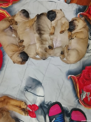 Sharpei 4 fetițe ,4 băieți ,vor fi disponibili după 15 ianuarie,detalii la  ,am ambi parint - imagine 4