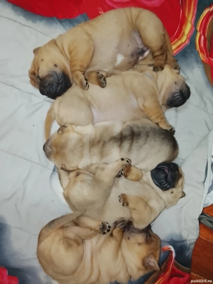 Sharpei 4 fetițe ,4 băieți ,vor fi disponibili după 15 ianuarie,detalii la  ,am ambi parint - imagine 2
