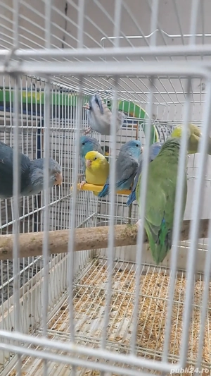 papagali ... - imagine 3